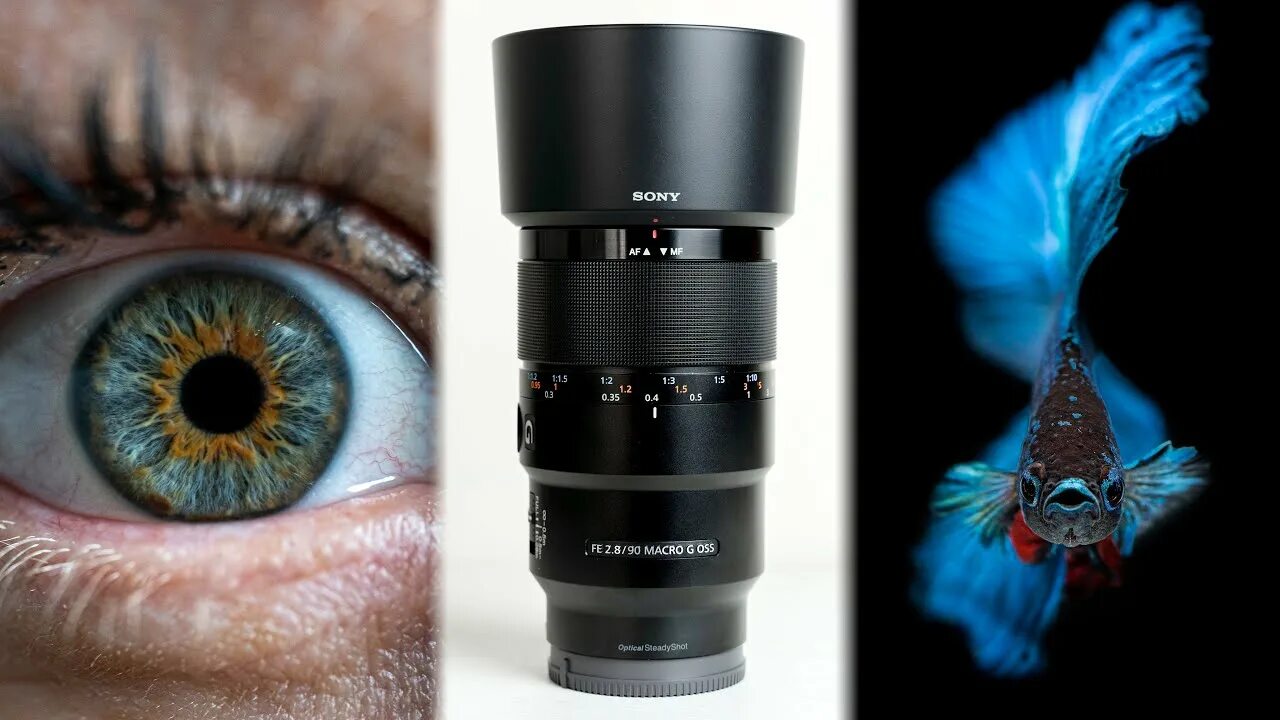 Sony fe 90mm f 2.8 macro g. Sony fe 90mm f/2.8 macro. sony 90 2.8 macro. sony объектив 90 мм. объектив sony fe 90mm f/2.8 macro g oss.