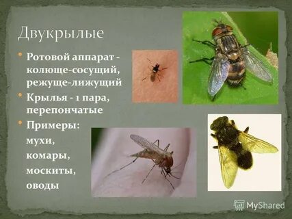 Двукрылые характеристика