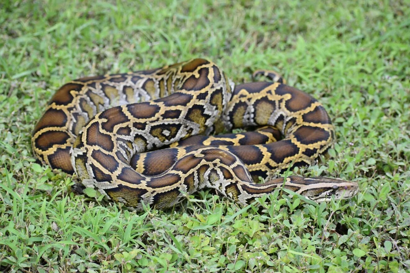 Large python