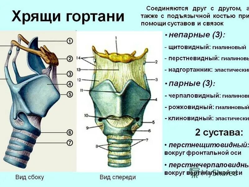 Связка называться. Рожковидный хрящ гортани. Укажите парные хрящи гортани. К парным хрящам гортани относятся. Перстневидный хрящ гортани анатомия.