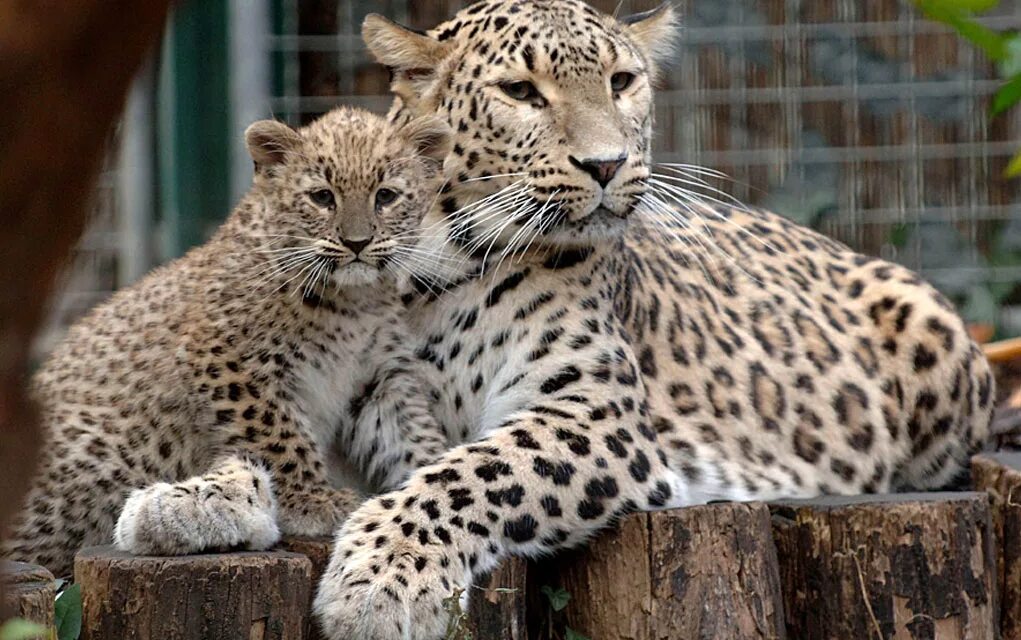 Животные сочи. Переднеазиатский леопард. Краснодарский леопард. Кавказский леопард.