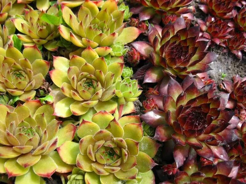 Молодило выращивание. Молодило (Sempervivum) Джузеппе. Семпервивум молодило. Альпийская живучка Sempervivum. Молодило Sempervivum 'Othello'.