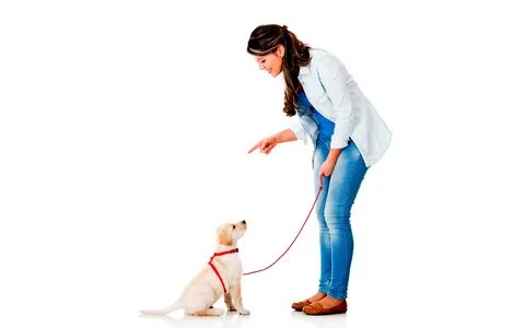 Walking pet