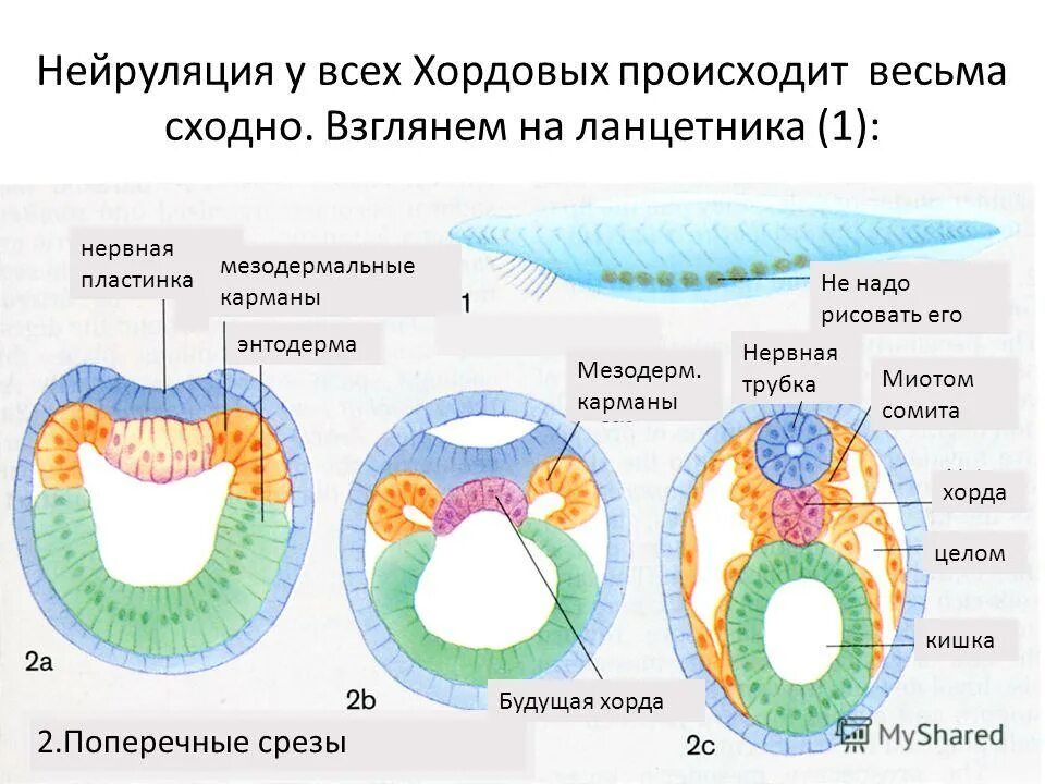 Нейрула зародышевые листки. Нейруляция эмбриогенеза. Зародышевый листок на стадии нейрулы. Энтодерма зародышевого листка.