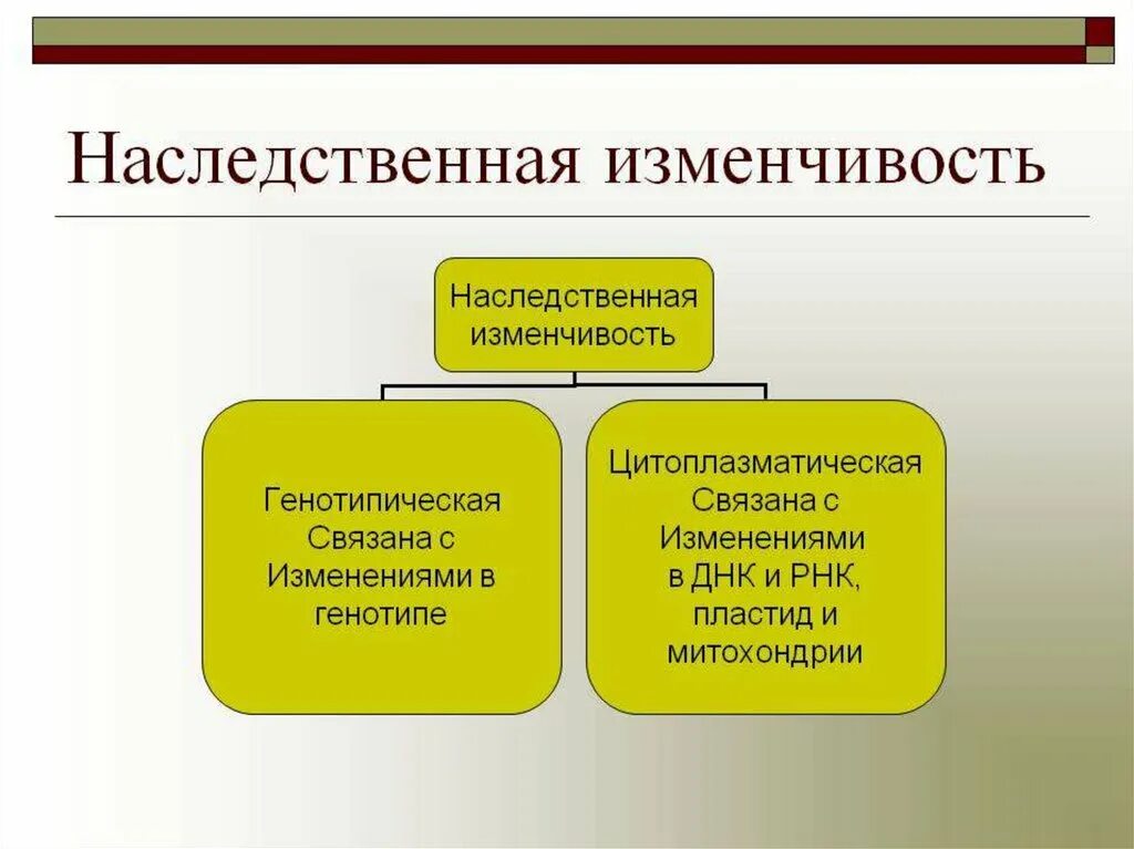 Наследственной называется изменчивость которая затрагивает. Наследственная генотипическая изменчивость. Внеядерная наследственная изменчивость. Наследственность и изменчивость. Изменчивости наследственная или генотипическая изменчивость.