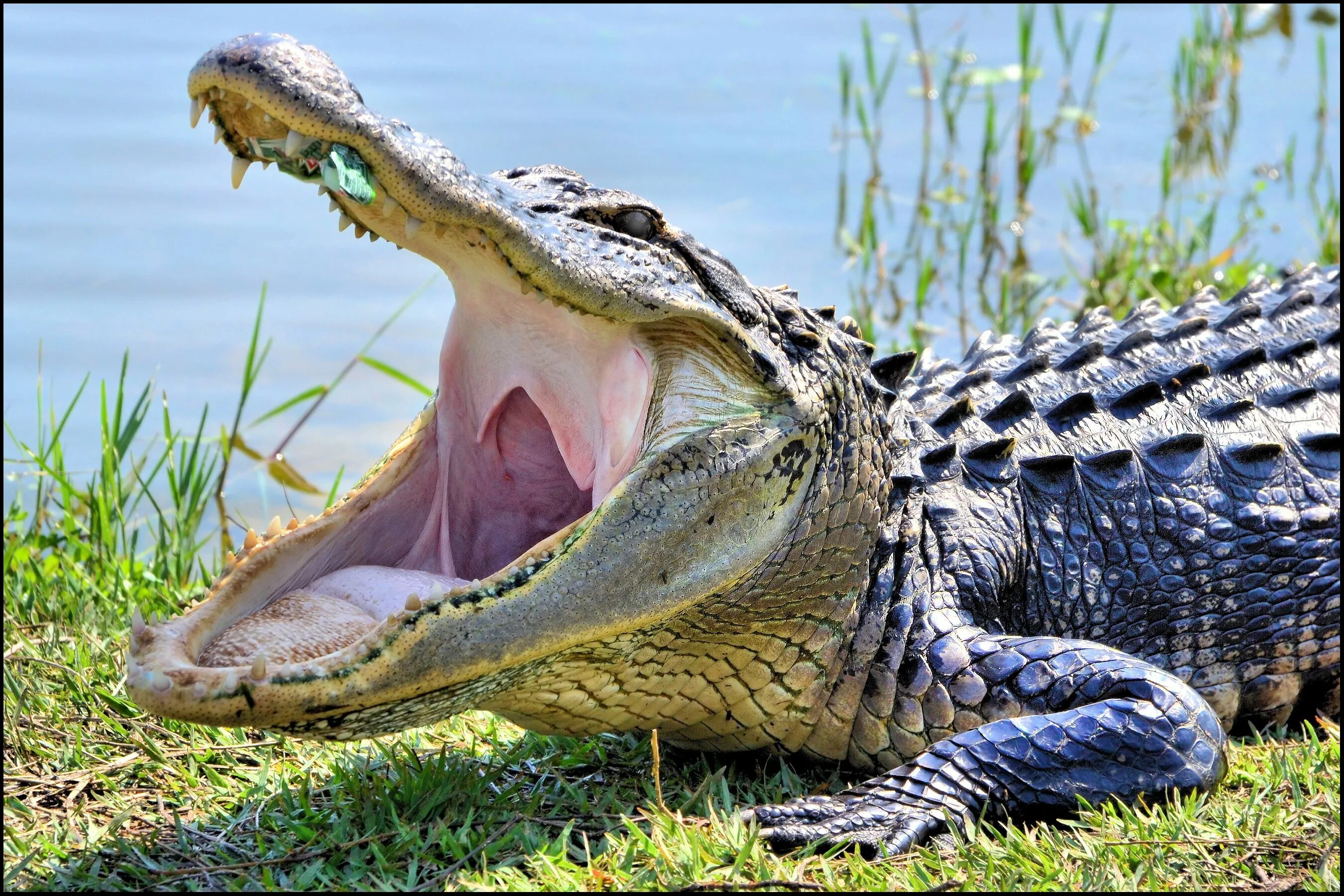 Крокодил про животных. Нильский крокодил. Нильский Аллигатор. Миссисипский Аллигатор зубы. Миссисипский Аллигатор хвост.