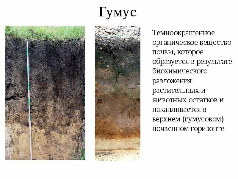 Верхний плодородный слой земли гумус. Органическое вещество почвы гумус. Гумусовый слой почвы. Гумус это минеральное вещество почвы.