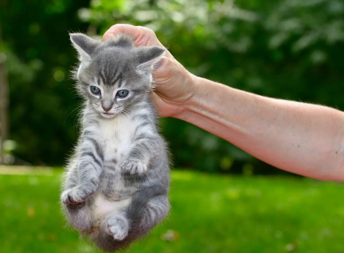 Мама кошка. Котенок за шкирку. Кошка за шкирку котенка. Котенка держат за шкирку. Котенка за шиворот.