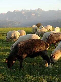 Барашки кчр