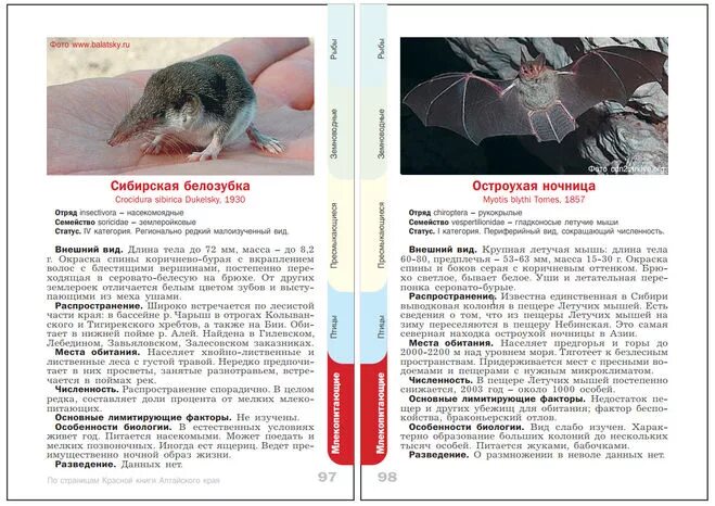 Растения внесенные в красную книгу алтайского края. Красная книга Алтайского края книга животные. Животные и птицы занесенные в красную книгу Алтайского края. Животные красной книги Алтайского края на страницах. Красная книга Алтайского края животные с описанием