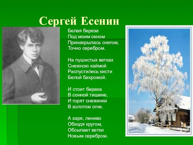 Есенин береза стихотворение. Стихотворение Сергея Александровича Есенина береза. Какие темы звучат в стихотворениях есенина