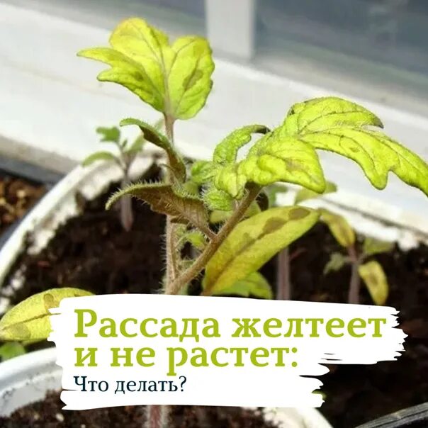 Почему у рассады помидор желтеют нижние