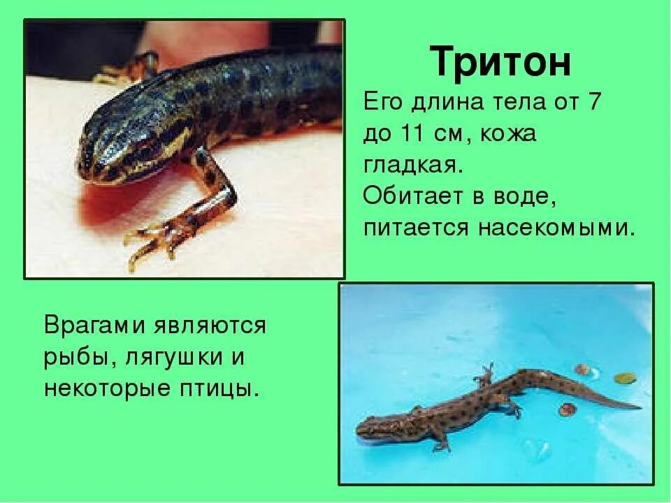 Где находятся тритоны