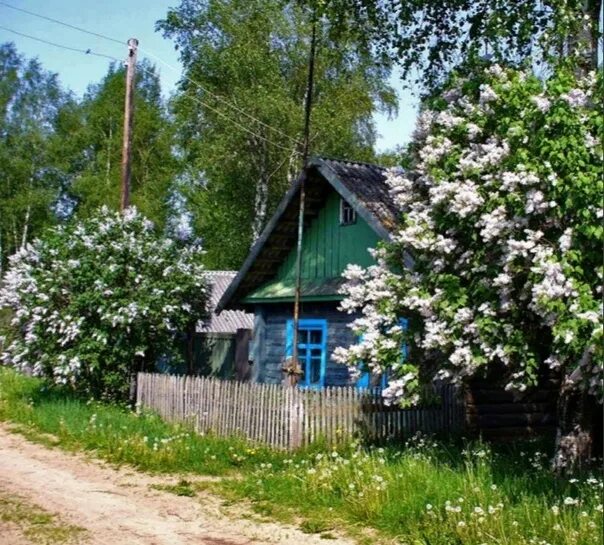 Отчий дом возвращение. Отчий дом. Деревенский дом с черемухой. Черемуха у дома. Деревенский дом с черемухой фасад.