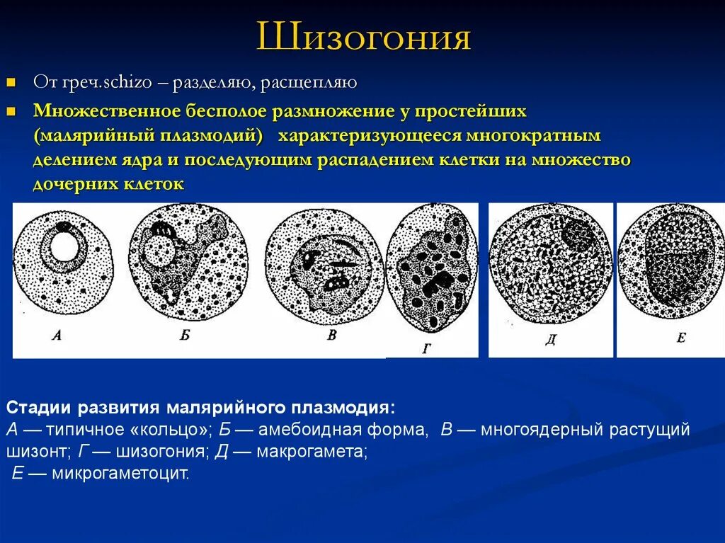 Простым делением клеток размножаются. Шизогония малярийного плазмодия. Эритроцитарная шизогония плазмодия. Эритроцитарная шизогония малярийного плазмодия стадии. Plasmodium. Эритроцитарная шизогония.