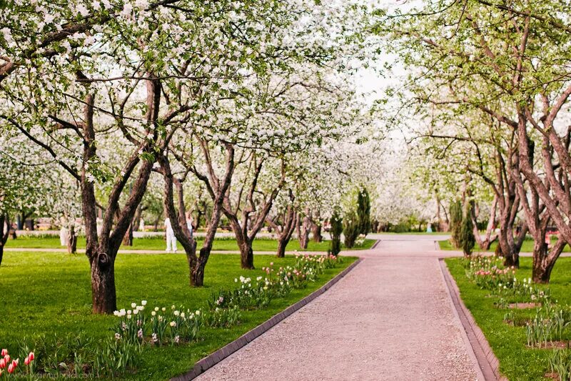дьяковский яблоневый сад в коломенском. яблоня недзвецкого на елагином острове. яблоневый сад дубна. цветущий яблоневый сад весной. цветущая яблоневая аллея.