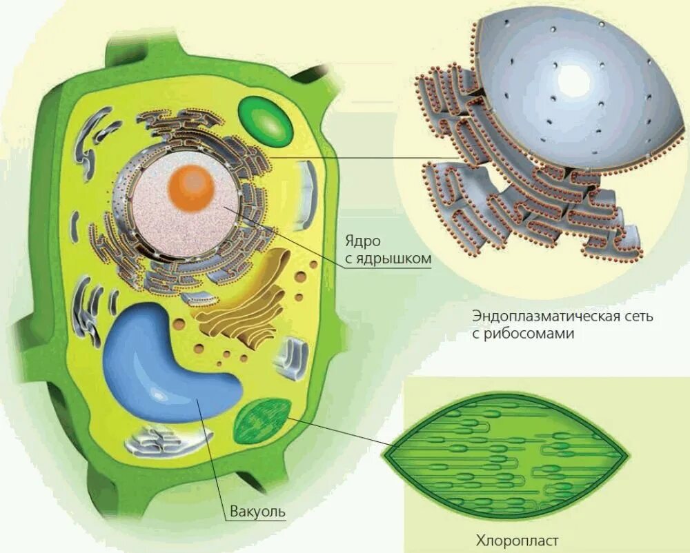 Строение клетки 6 класс биология. Клетка биология строение схема растительная. Клетки биология 6 класс растительная клетка. Строение клетки растения 6 класс биология.