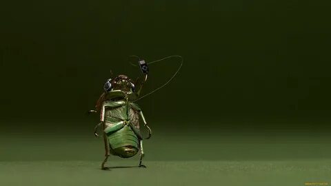 Жуки 2 музыка