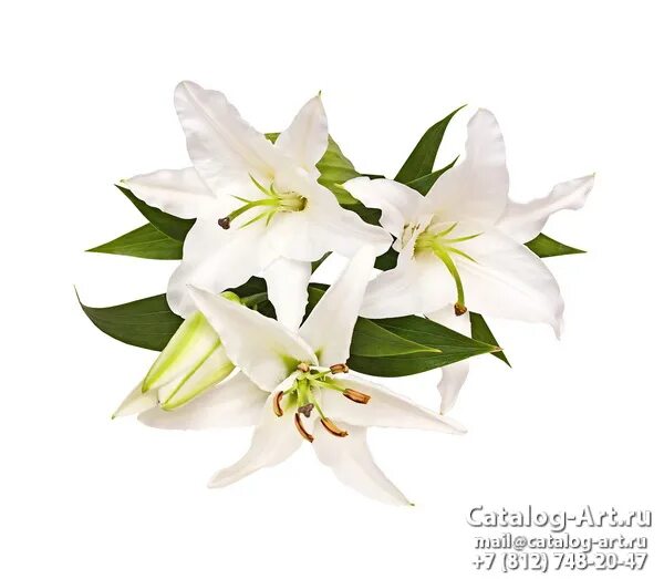 Lili White Transparent, Lily, Flowers, White Flowers PNG Image For Free Download