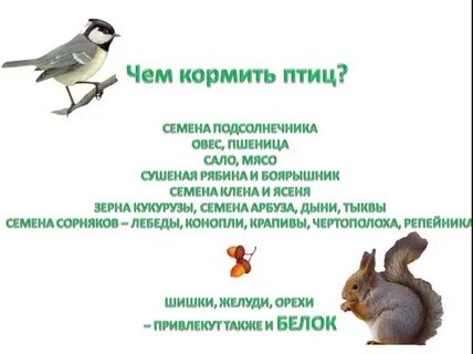 Чем кормить белок зимой в кормушке