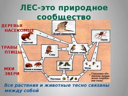 Природные сообщества 3 класс окружающий мир 21 век презентация