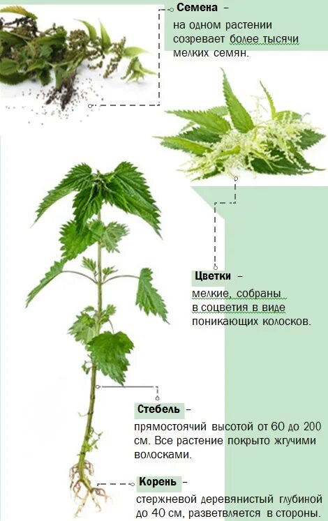 Крапива посадка. Крапива описание. Семена крапивы. Семена крапивы описание. Внешний вид корневища крапивы и его части.