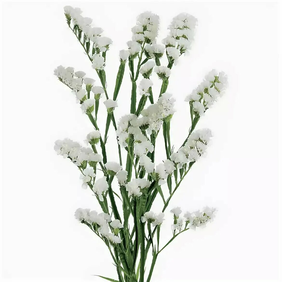 Добавляют в букет белые. Гипсофила метельчатая snowflake. Гипсофила метельчатая паникулата. Гипсофила офелия. Гипсофила метелица.