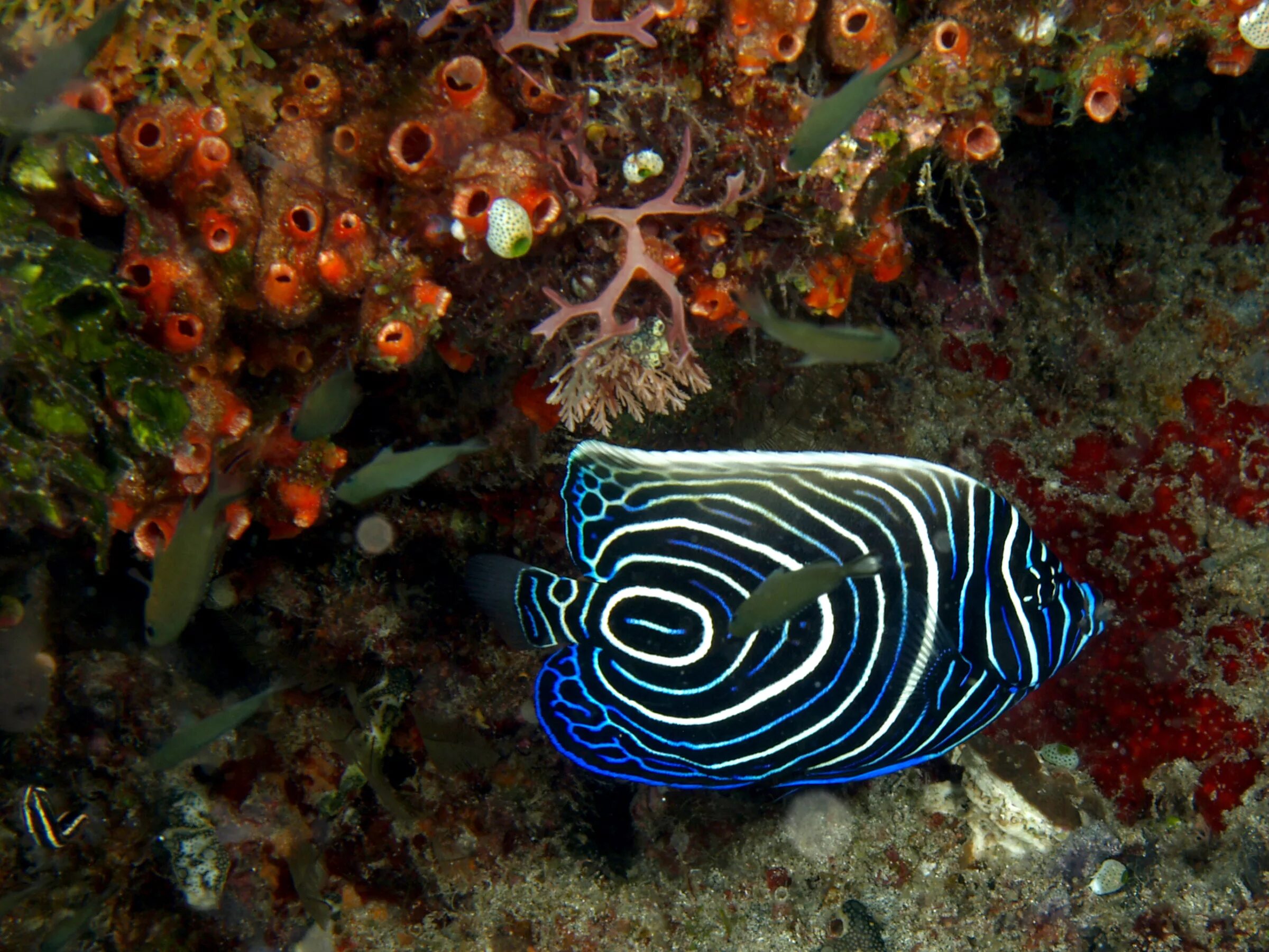 Ангел Императорский Pomacanthus Imperator. Рыба ангел Императорский ювенильный. Рыбка Emperor Angelfish. Рыба ангел изабелита Королева. Рыбы 11 класс