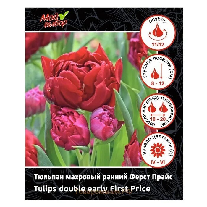 First Price ® Тюльпан Jan de Wit en Zonen B.V.