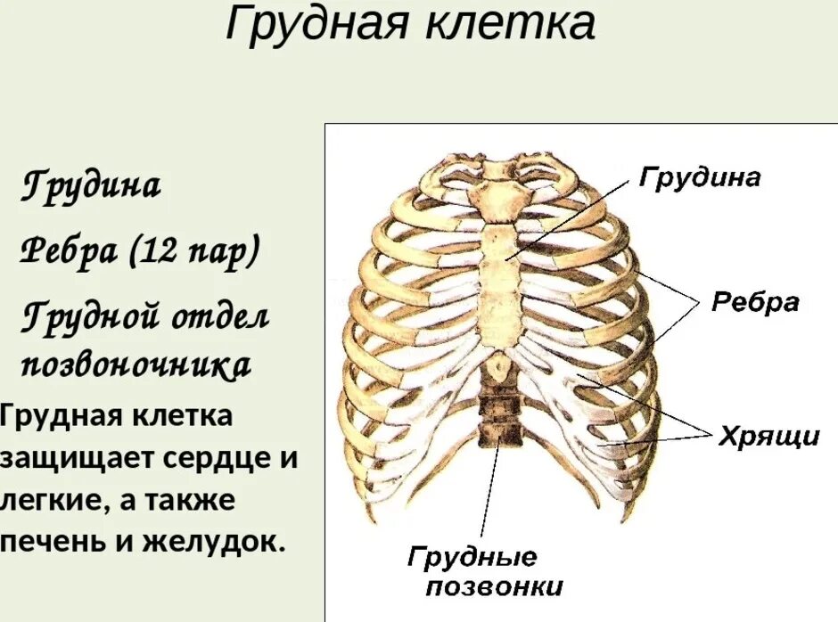 Грудная клетка мужчин и женщин. Скелет туловища Грудин человека анатомия. Скелет человека Грудина ребра. Анатомия скелет грудной клетки ребра Грудина. Скелет грудной клетки кости их соединения.