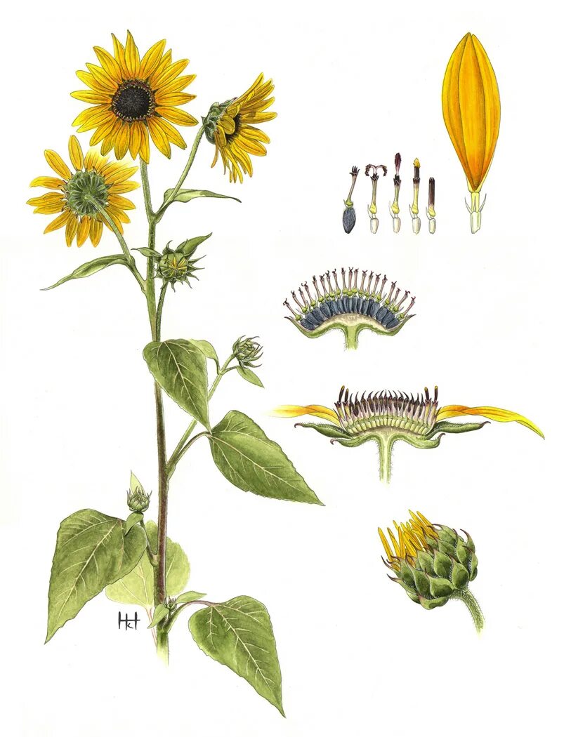 Подсолнечник вид соцветия. Helianthus annuus ботаника. Подсолнечник однолетний гербарий. Подсолнечник однолетний Ботанический рисунок. Helianthus annuus строение.