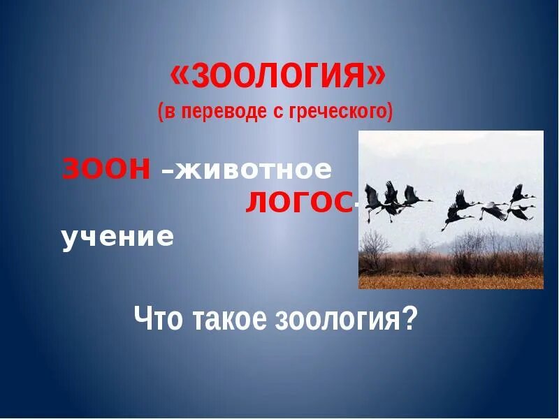 Зоология занимается изучением. Что означает зоология с греческого. зоология слово. зоология перечисление. зоология греческое слово.