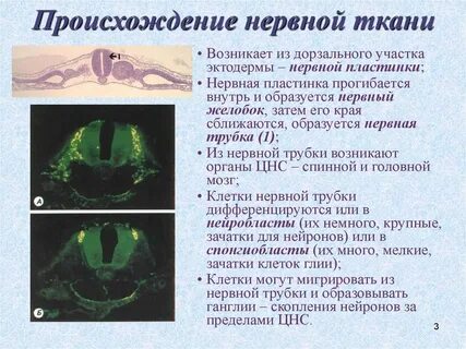 Возникновение нервной системы