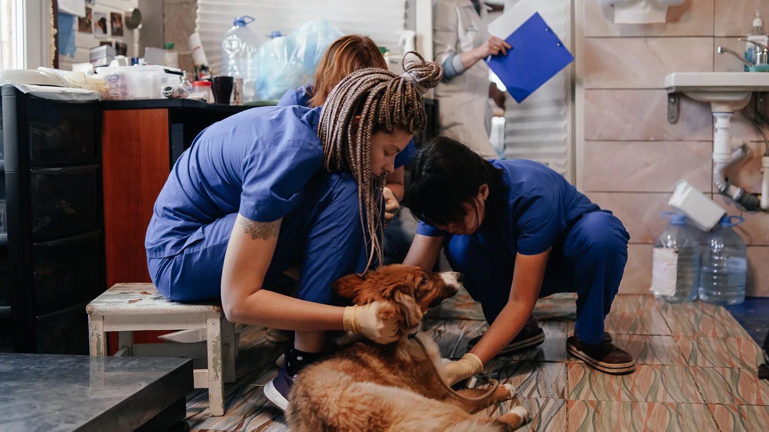 Volunteering at an animal shelter. Волонтеры и животные. Волонтеры за животными. Волонтерство животных. Больница для животных.