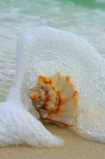 Ракушки в воде
