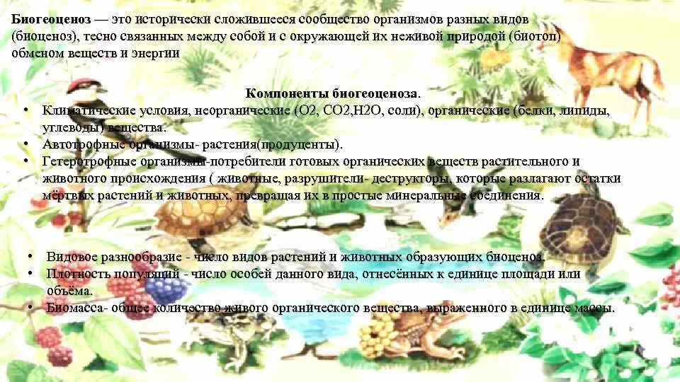 Разнообразие пищевых взаимоотношений между организмами. Сообщество организмов разных. Биогеоценоз. Виды растений и животных образующих биоценоз. Экосистема и биогеоценоз.