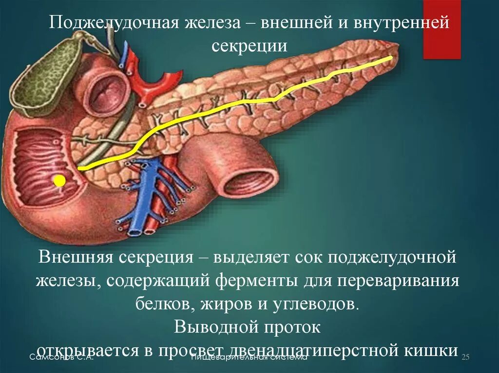 Система выводных протоков поджелудочной железы. Протоки поджелудочной железы анатомия. Внешняя и внутренняя секреция поджелудочной железы. Отросток поджелудочной железы. Соединение протоком с поджелудочной железой желудок