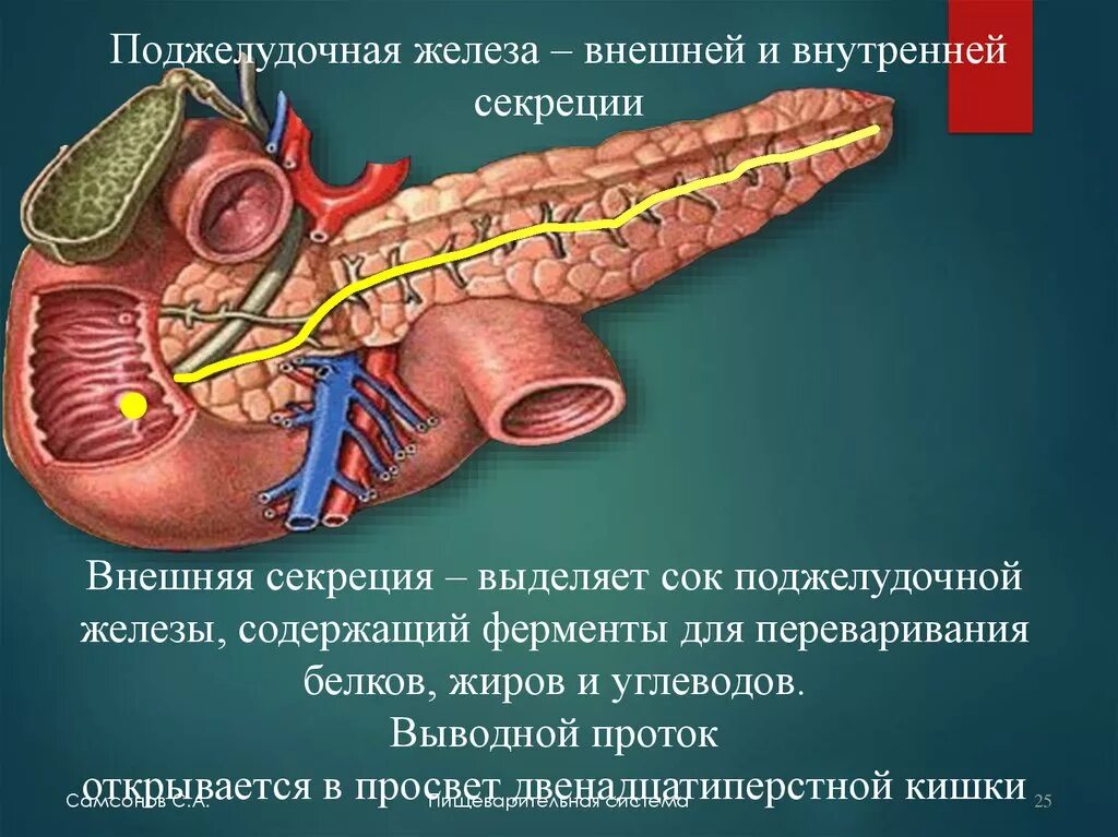 Влияние печени на поджелудочную железу. Система выводных протоков поджелудочной железы. Протоки поджелудочной железы анатомия. Внешняя и внутренняя секреция поджелудочной железы. Отросток поджелудочной железы.