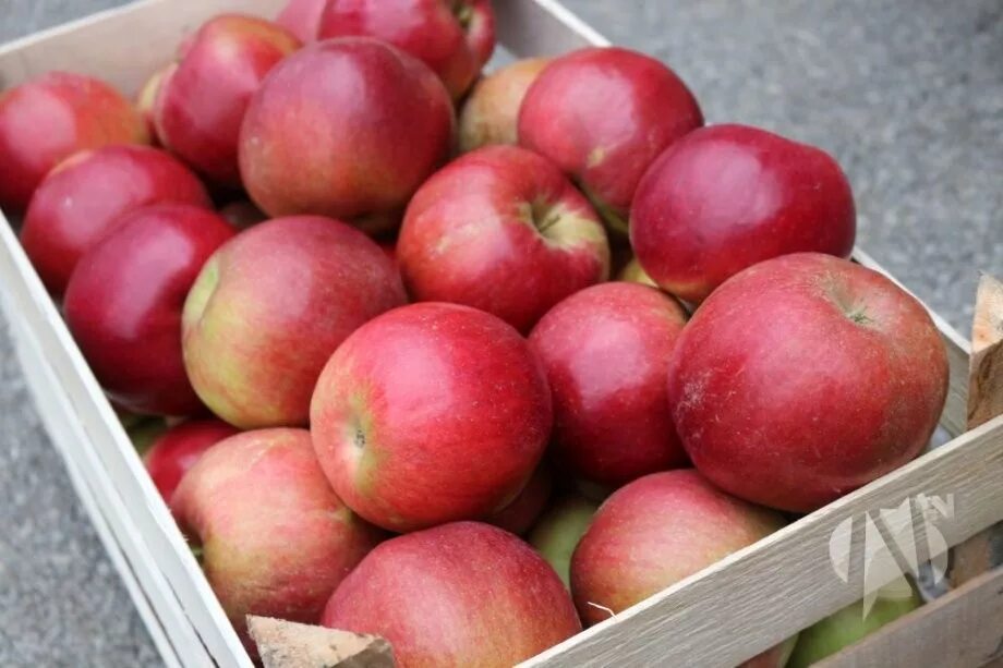 Яблоки малинка. Яблоня сорт малинка. Яблоня сорт малинка. Pomme 400x280. Сорт яблок медовый хруст.