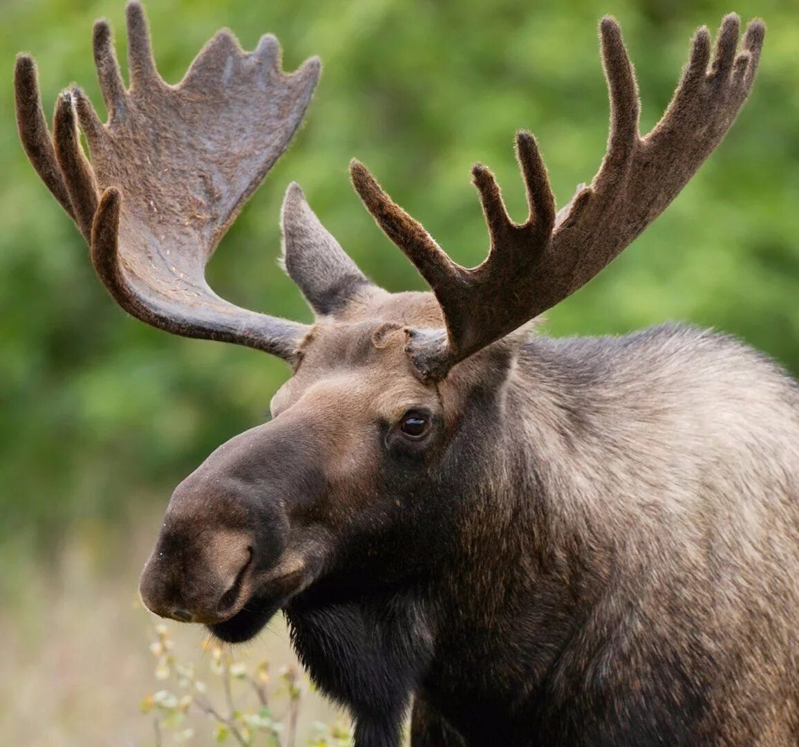 Лицо лося. Европейский Лось alces alces. Восточносибирский Лось. Сохатый Лось. Сохатый Лось Байкал.