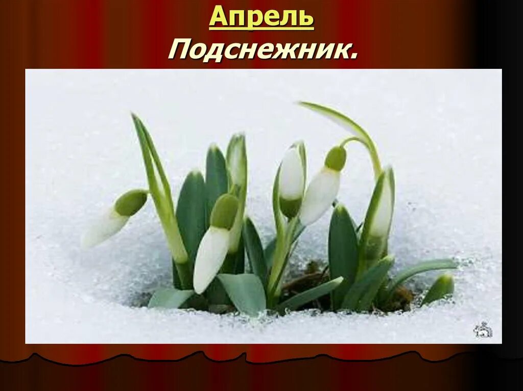 Выглянул подснежник в полутьме. Апрель Подснежник Чайковский. П.И Чайковский апрель Подснежник. Пьесы Чайковского апрель Подснежник. Чайковский времена года апрель Подснежник.