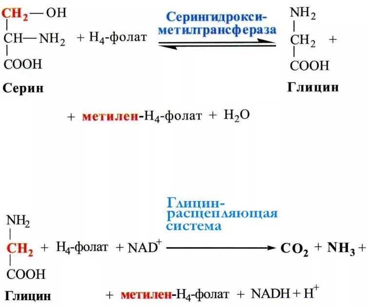 Синтез глицина из Серина. Синтез Серина РЗ глицина. Синтез глицина из Серина биохимия. Реакция образования Серина из глицина. Напишите реакцию глицина