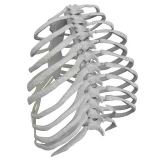 Rib cage