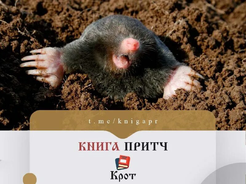 Света крот. Света крот. Крот обыкновенный. Света крот. Света крот.