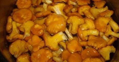 Лисички в масле на зиму