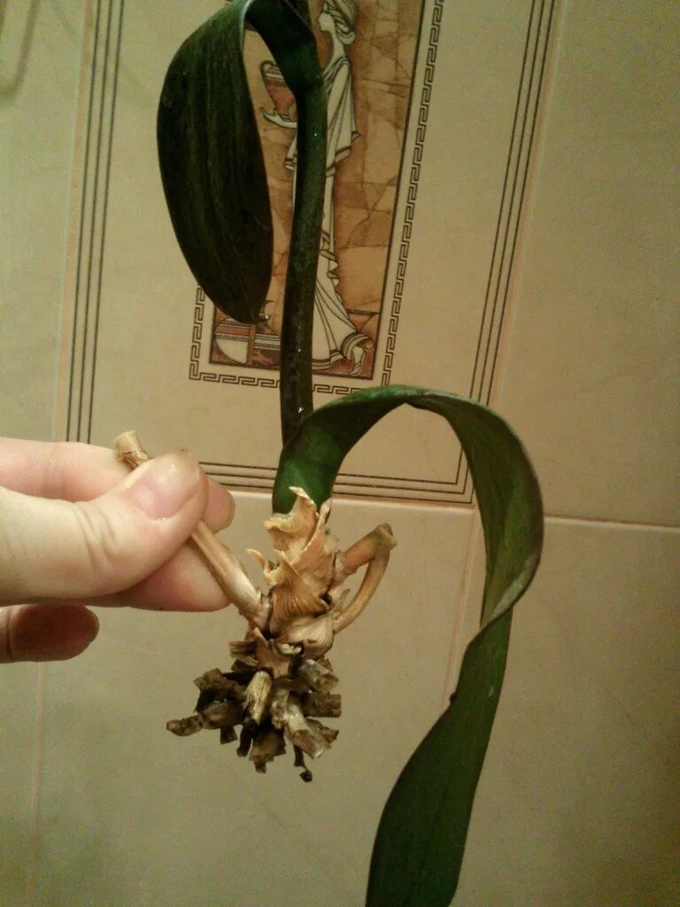 Орхидея фаленопсис реанимация.