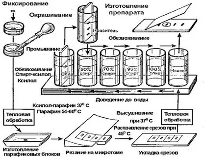 Устройства для подготовки и окрашивания препаратов