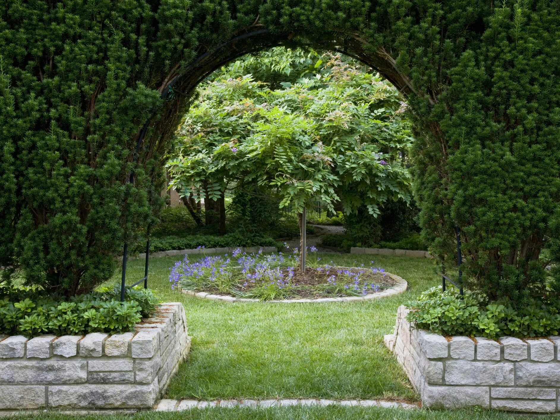 Дуб широколиственный лес. Дуб в михайловском пушкинские горы. Михайловское музей-заповедник дуб. Дуб гофмана аптекарский огород москва. Дуб черешчатый михайловский сад.