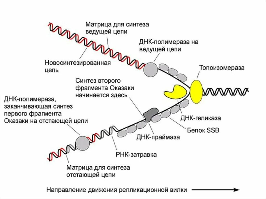 Расплетание цепей днк. Репликация ДНК генетика. Репликация ДНК Репликационная вилка. Схема репликации ДНК эукариот. Схема репликационной вилки ДНК.