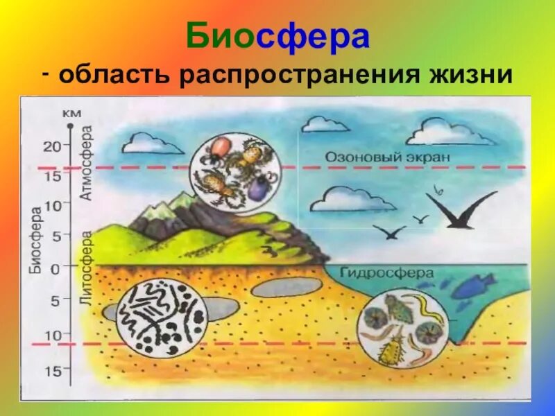 Границы жизни атмосферы. Биосфера — область распространения жизни рисунок. Биосфера это область распространения жизни на земле. Схема строения живой оболочки земли. Biosefera.